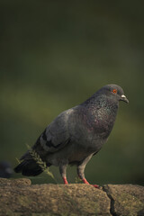 close up shot of a homing pigeon on the concrete floor