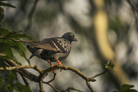 photo of a homing pigeon on a tree branch