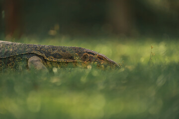 close up detail of the asian water monitor lizard crawling on the grass