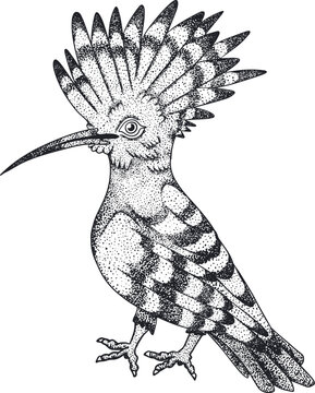 recommend clip art: Hoopoe. Vector sketch of hand drawn bird.