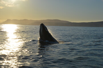 Fototapeta premium Baleine du Cap