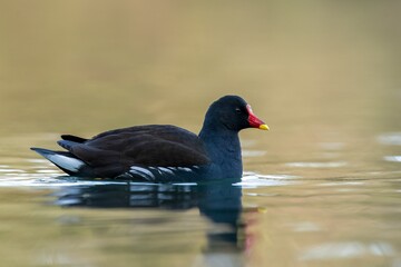 Moorhen /Gallinula