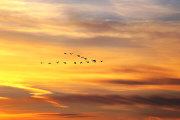 flying snow geese at sunset at Middle Creek Wildlife Management Area, Stevens, Pennsylvania © Bo