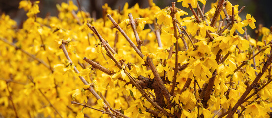 forsythia bush on the street. blossoming plant on a sunny springtime day