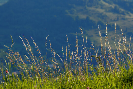 lush grassy meadow in mountains. outdoor background of carpathian nature