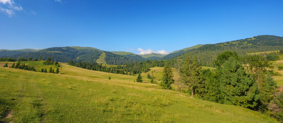 countryside scenery with meadow in mountains. wide rolling rural landscape with green fields and forested hills on a summer morning