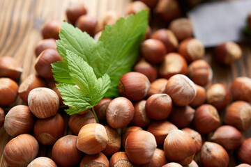 Hazelnut in the shell with leaves on a wooden background. Useful fats for health.