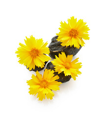 Yellow coreopsis flower with stone isolated on white background. Spa therapy arrangement
