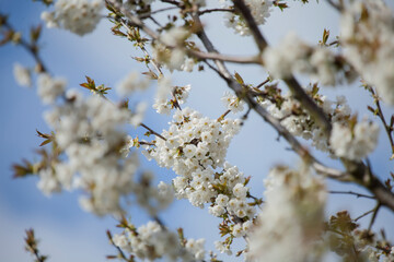 Weiße Kirschblüten am Ast
