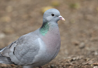 A head shot of a beautiful Stock Dove, Columba oenas, feeding in woodland.