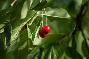 2 rote Herzkirschen