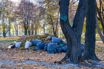 Photography on theme bags of leaves in forest on background natural nature