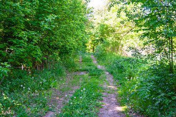 Photography on theme beautiful footpath in wild foliage woodland
