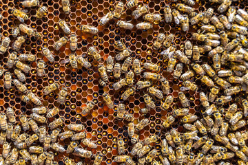 Abstract hexagon structure is honeycomb from bee hive filled
