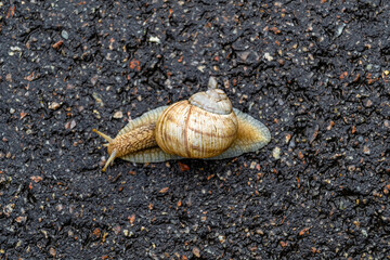 Big garden snail in shell crawling on wet road hurry home