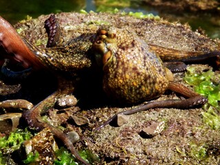 Fototapeta premium Big octopus sunbathing in a rock while taking a nap with closed eyes. Covered with colourful spots and holding itself with suckers.