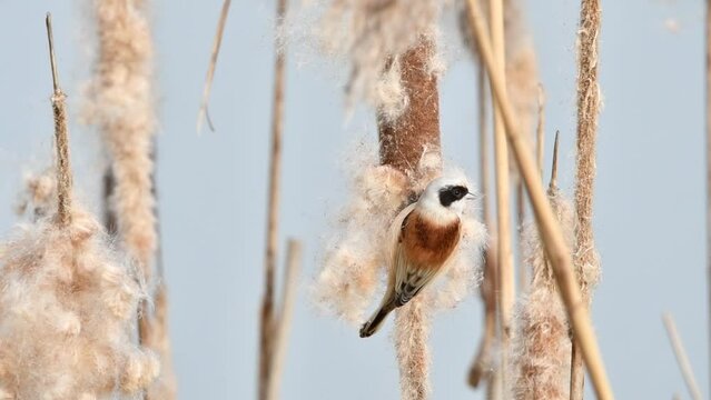 Eurasian / European penduline tit (Remiz pendulinus) looking for insects in seedhead of broadleaf cattail / common bulrush in reedbed in winter