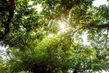 Low-angle view of green trees with the blue sky in the park.