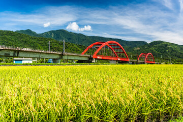 kecheng bridge railway in Yuli of Hualien, Taiwan, crosses a large area of rice fields.