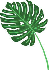 Fototapeta na wymiar Tropical leaf vector
