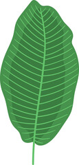 Tropical leaf vector