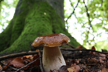 Steinpilz im Wald