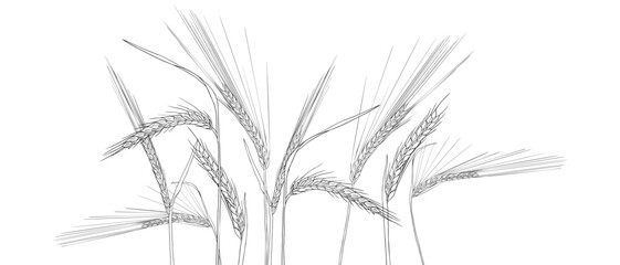 vector drawing wheat, grass plants, rye, line drawing floral background, hand drawn illustration