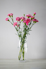 Pink carnations in a transparent vase on a gray background.