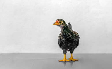 Black Chick is standing on purple gray table in outdoor light.