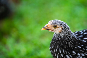 Feathers on chickens are gray and black. The red beak then stood on the grassy area.