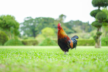 Asian Rooster Bantam cock chick red, orange black and brown colour on it at the wide grass outdoor...