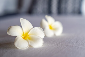 Frangipani flower or Lan Thom in Thailand name, is on the white king bedroom at hotel with morning light from outside room.