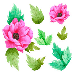 Hand drawn watercolor pink anemone flower with green leaves. Isolated on white background. Scrapbook, post card, banner, lable.