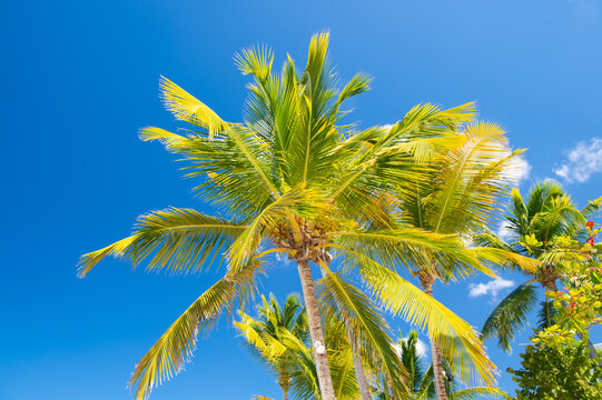 image of tropical palm tree. tropical palm tree with leaves. tropical palm tree on sky