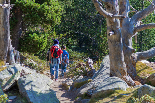 Rear view of backpackers family walking in forest in a sunny day