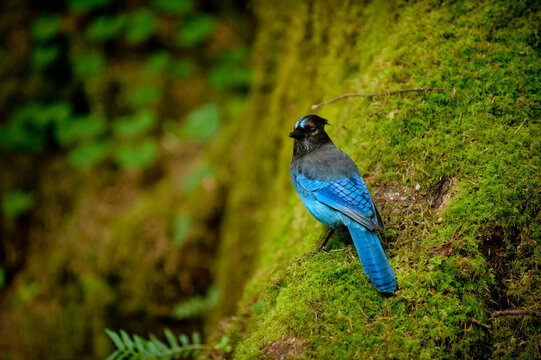 Steller's jay&Acirc;&nbsp;(Cyanocitta stelleri), Redwoods, California, USA
