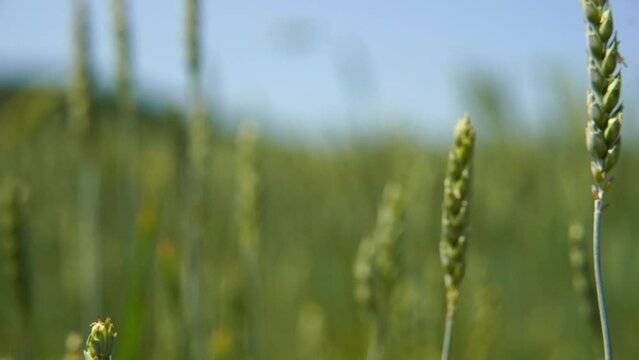 Ears of green rye close up. Rich harvest concept. Slow motion Wheat field. Agriculture.