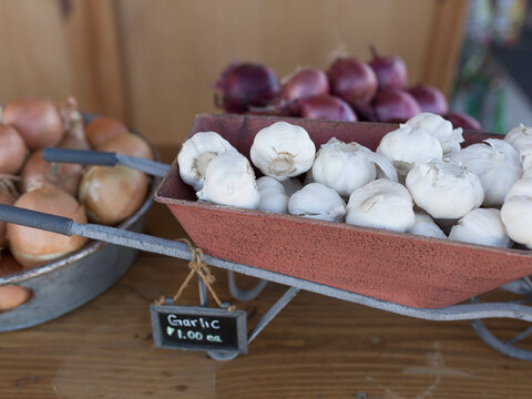 Garlic