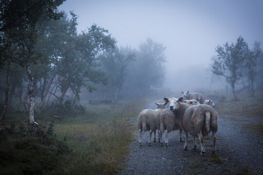 Flock of sheep on foggy road, Ringebu, Oppland, Norway