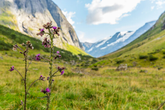 Thistle and meadow in valley, Urke, More og Romsdal, Norway