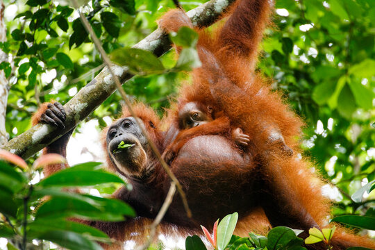 A Sumatran orangutan (Pongo abelii) mother and child.