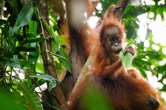 A Sumatran orangutan (Pongo abelii) mother and child.