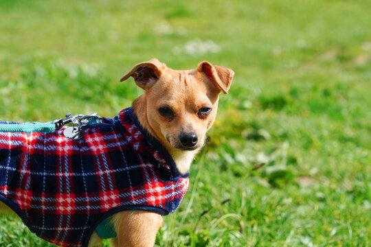 Petit chien ratier marron avec un manteau qui regarde
