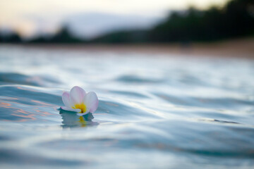 A plumeria flower adrift, off the north shore of Oahu.