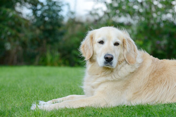 dog golden retriever lying on meadow in the garden - 573463611