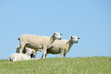 flock of sheep on the dike. lambs and ewes stand in the pasture.