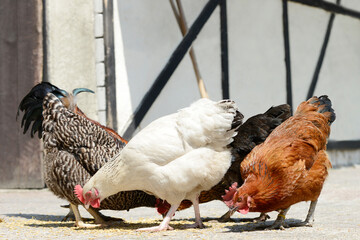 Chickens eat feed in front of shed - 573463646