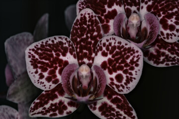 white with purple spots orchid, flower on a branch on a black background close-up, delicate natural flower