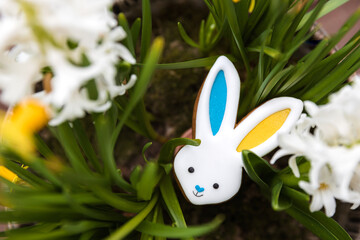 Easter bunny gingerbread cookie with ears yellow blue colored as Ukraine flag