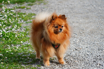 Adorable petite chienne spitz nain qui a ses poils qui se soulèvent dans le vent

